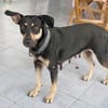 TALLULAH, Berger créole femelle adulte