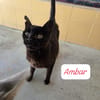Ambar