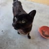 Ambar
