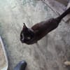 Ambar