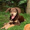 TAIYO, chiot mâle Berger Créole