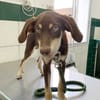 TAIYO, chiot mâle Berger Créole