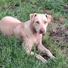 PHOENIX Croisée Labrador Femelle junior