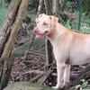 PHOENIX Croisée Labrador Femelle junior
