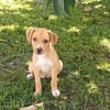 TSILIA, chiot femelle Croisée Labrador