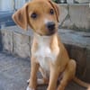 TSILIA, chiot femelle Croisée Labrador