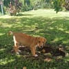 TSILIA, chiot femelle Croisée Labrador