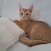 BOBBY-PIGGY, chaton mâle type européen