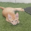 BOBBY-PIGGY, chaton mâle type européen