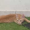 BOBBY-PIGGY, chaton mâle type européen