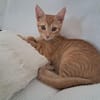 BOBBY-PIGGY, chaton mâle type européen