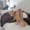 BOBBY-PIGGY, chaton mâle type européen