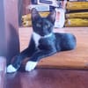 HUGGY-WUGGY, chaton mâle type européen