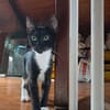 HUGGY-WUGGY, chaton mâle type européen