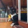 HUGGY-WUGGY, chaton mâle type européen
