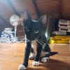 HUGGY-WUGGY, chaton mâle type européen