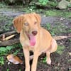 ASUKI, chiot femelle Berger Créole