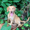 ASUKI, chiot femelle Berger Créole