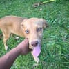 ASUKI, chiot femelle Berger Créole