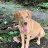 ASUKI, chiot femelle Berger Créole