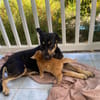 TALLULAH, Berger créole femelle adulte