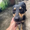 TALLULAH, Berger créole femelle adulte