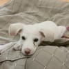 WOODY, chiot mâle Berger Créole