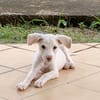 WOODY, chiot mâle Berger Créole