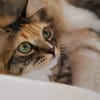 Diva