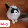 Kalesy