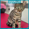 DJANGO