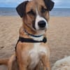 Albie
