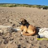 Albie