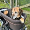 LIZI, freundlich, lieb und genügsam
