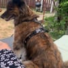STELLA - ruhige, brave Begleithündin ❤