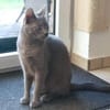 Hübscher Ciclamino sucht sein Zuhause