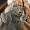 Hübscher Ciclamino sucht sein Zuhause