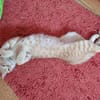 Rosie sucht liebevolles Zuhause