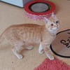 Rosie sucht liebevolles Zuhause