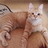 Rosie sucht liebevolles Zuhause