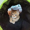 Rosie sucht liebevolles Zuhause