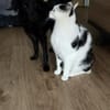 Die süße 💕Minka 💕 sucht ihr Zuhause