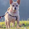 Pixie, Pflegestelle in Niedersachsen