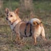 Pixie, Pflegestelle in Niedersachsen
