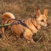 Pixie, Pflegestelle in Niedersachsen