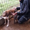 Freundliche Dori sucht ihr Zuhause