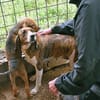 Freundliche Dori sucht ihr Zuhause