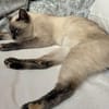 Lebensfrohe Minu sucht Zuhause