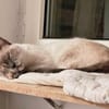 Lebensfrohe Minu sucht Zuhause