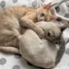 Lebensfrohe Minu sucht Zuhause